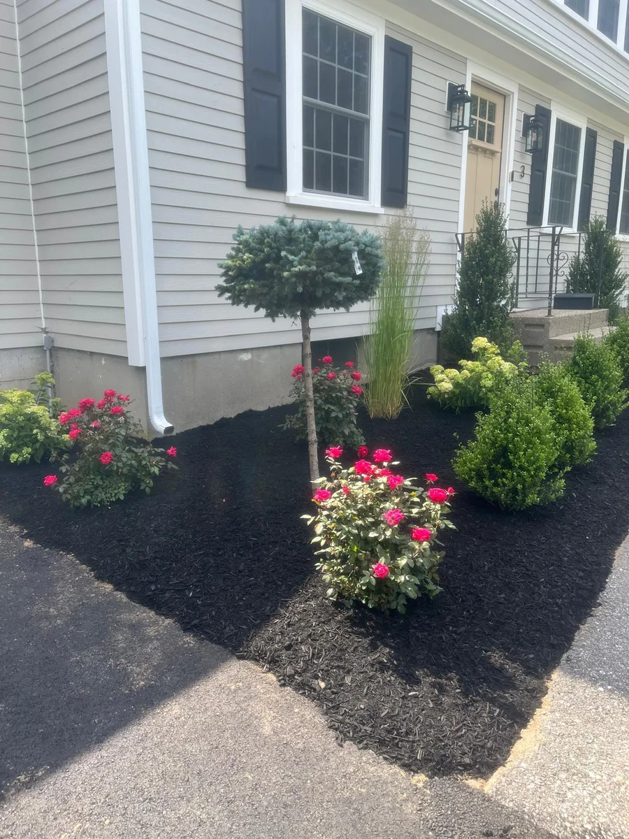 Red roses, boxwood shrubs, ornamental grasses and a small evergreen tree in a freshly mulched front garden