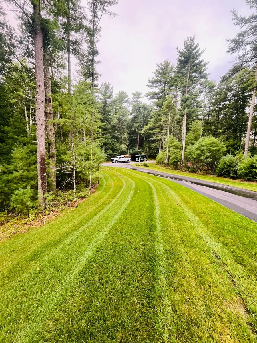 Freshly striped lawn beside a driveway and wooded planting areas